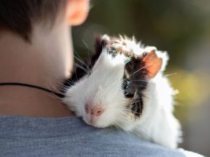 Cobayas: ¿cuáles son sus principales cuidados?