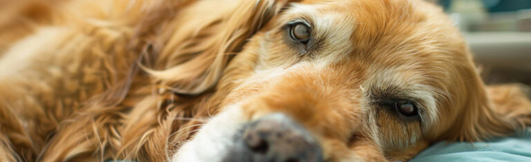 Cómo manejar el dolor crónico en perros mayores: guía para mejorar su calidad de vida
