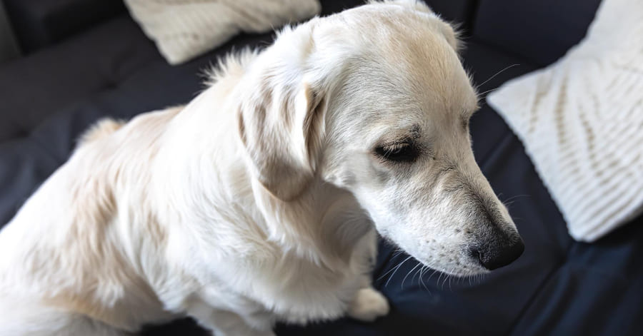 Señales y síntomas para identificar el dolor en tu perro senior