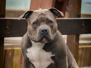 Caso clínico: Estafiloplastia en un American Bully con síndrome braquicéfalo