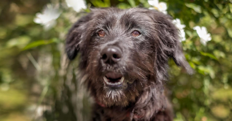 Fases y tratamiento de la demencia senil en perros