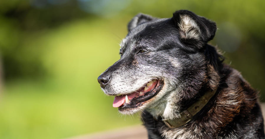Síntomas de demencia en perros: señales a las que debes prestar atención