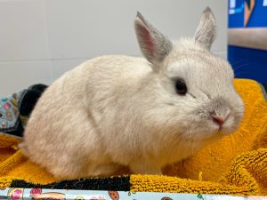 Caso clínico: Conejo con dermatitis