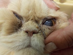 Caso Clínico: Manejo Integral de Úlcera Corneal Profunda y Enfermedades Sistémicas en Gato Senior