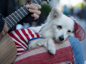 Beneficios de la musicoterapia en animales de compañía