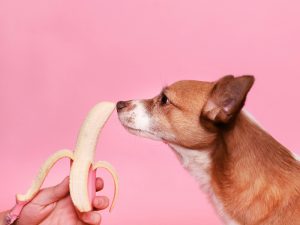 ¿Pueden los perros y gatos ser veganos? Beneficios y riesgos de una dieta sin carne para animales de compañía