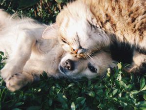 Cómo mantener la salud auditiva en perros y gatos