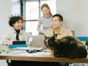 Pet-friendly workplaces: cómo la integración de amigos peludos en el entorno laboral mejora la productividad y el bienestar