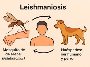 La zoonosis y la leishmaniosis: cómo proteger a tu fiel compañero y a tu familia