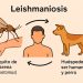 La zoonosis y la leishmaniosis: cómo proteger a tu fiel compañero y a tu familia