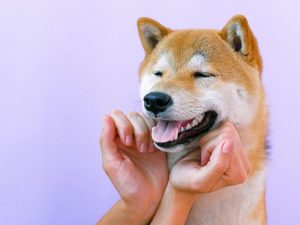 Manejo de la ansiedad en animales de compañía y productos calmantes