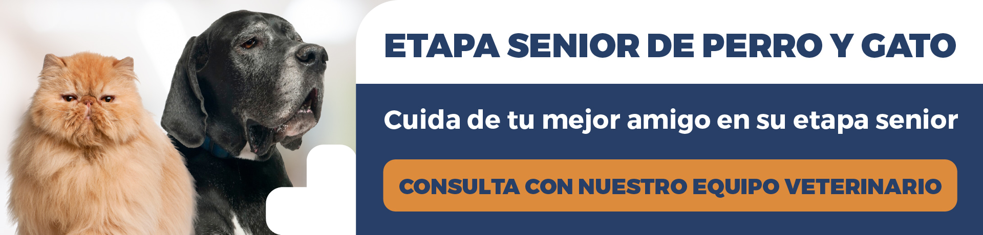 Campaña prevención y cuidados animales senior