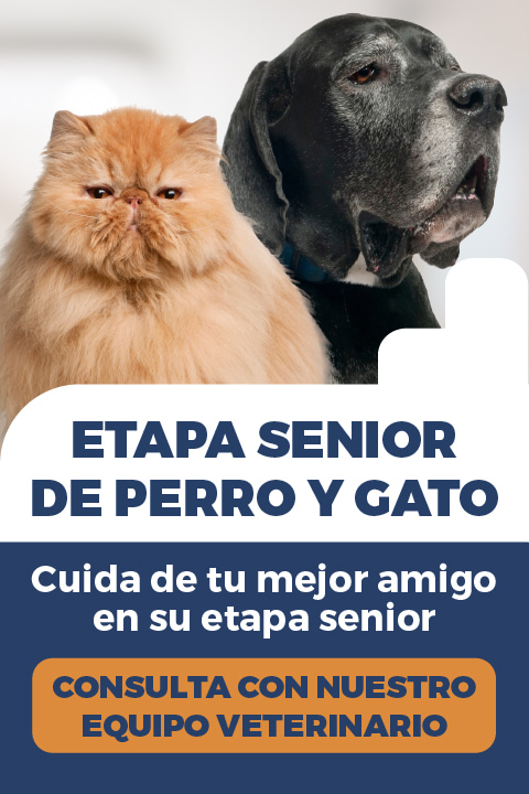 Campaña prevención y cuidados animales senior