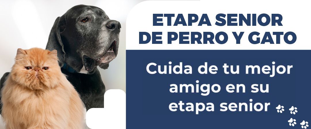 Campaña prevención y cuidados de animales senior