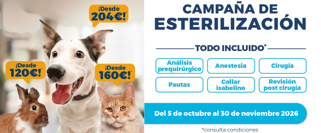 campaña esterilización