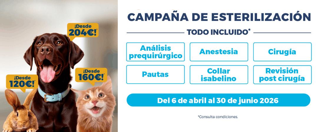 Campaña esterilización