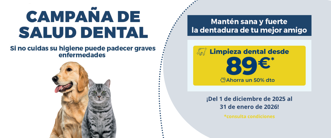 banner campaña dental