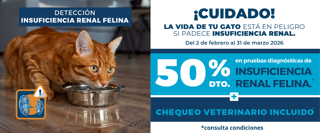 Campaña de insuficiencia renal felina