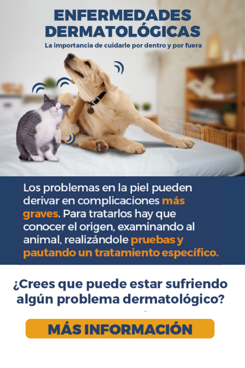 Campaña dermatología veterinaria