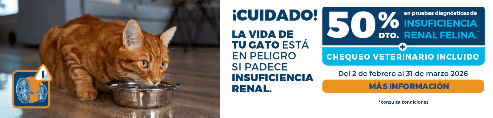 Campaña insuficiencia renal felina