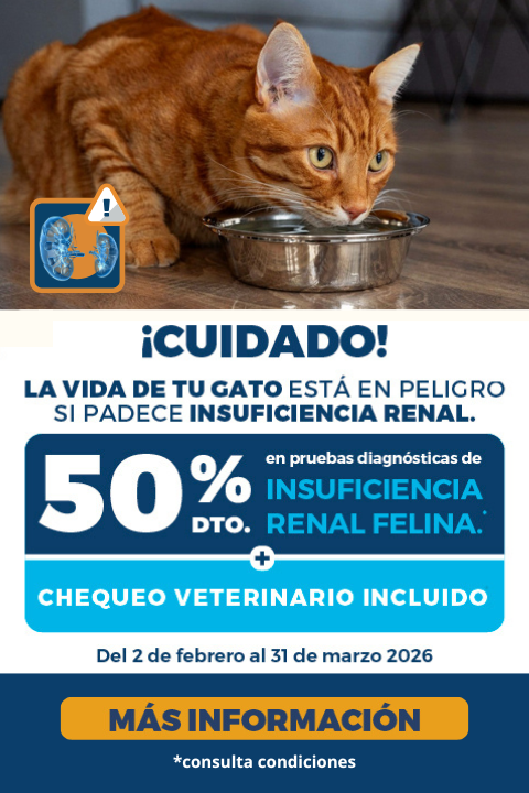 Campaña insuficiencia renal felina