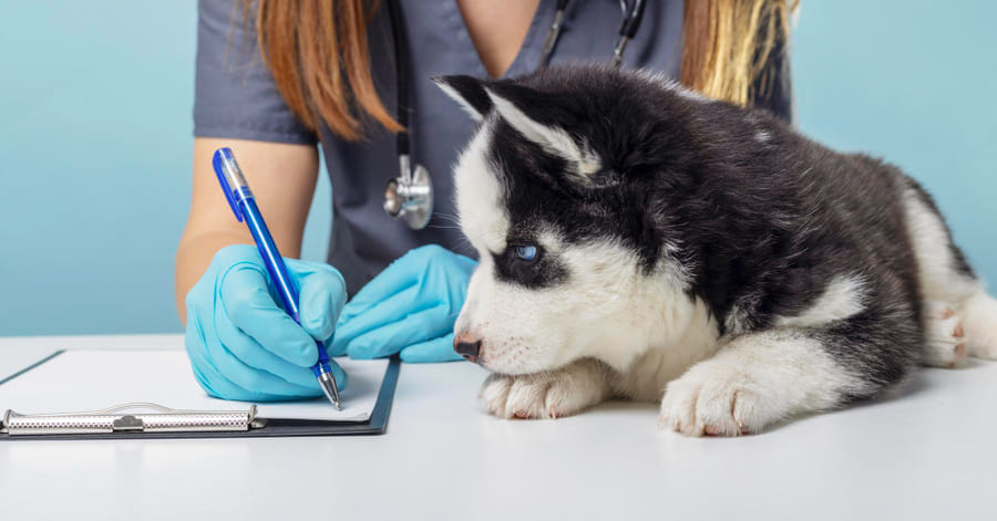 Cómo hacer el test de leishmaniosis en perros