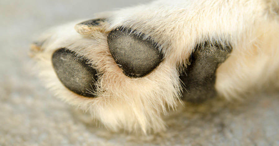 Por qué mi perro se lame mucho las patas: principales causas