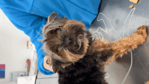 Caso clínico: bulto en la cola de Coco, cómo diagnosticamos un quiste folicular en perros