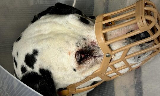 Caso clínico: tumor en las glándulas de Meibomio en Hugo, un perro dálmata senior