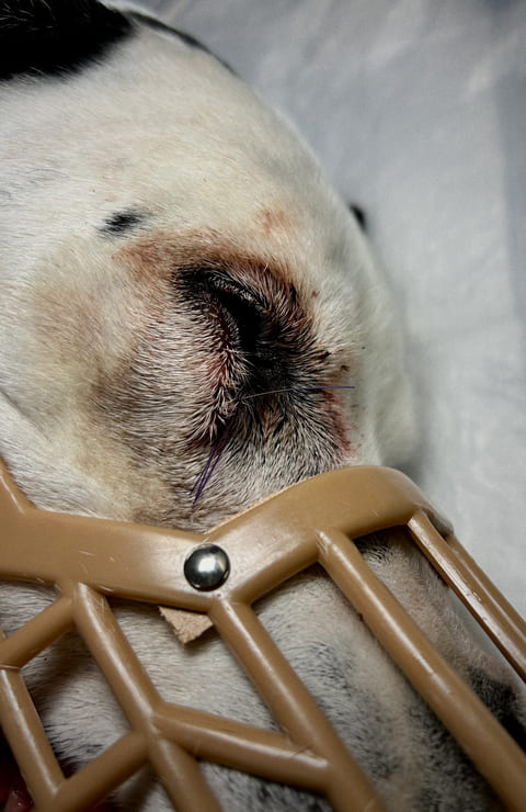 tumor en las glándulas de Meibomio en Hugo, un perro dálmata senior: pruebas