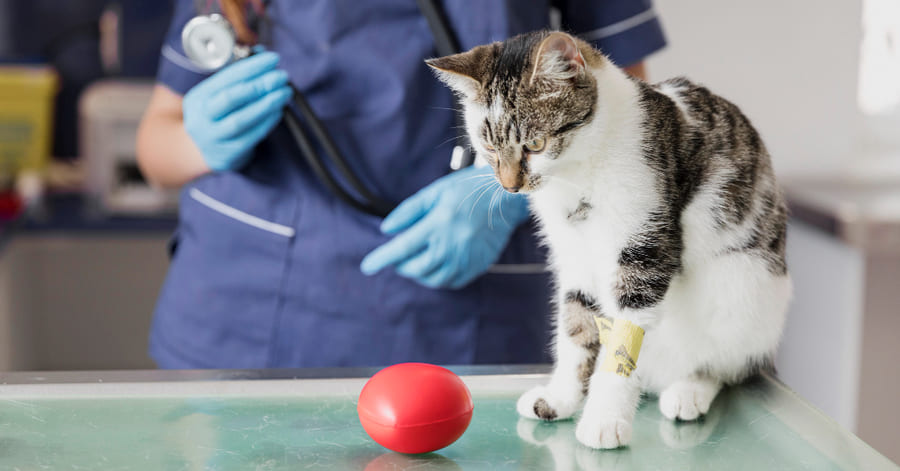 Cómo reducir el estrés de tu gato en sus visitas al veterinario