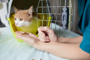 ¿Tu gato se pone nervioso en el veterinario? Cómo tranquilizarlo antes y durante la consulta