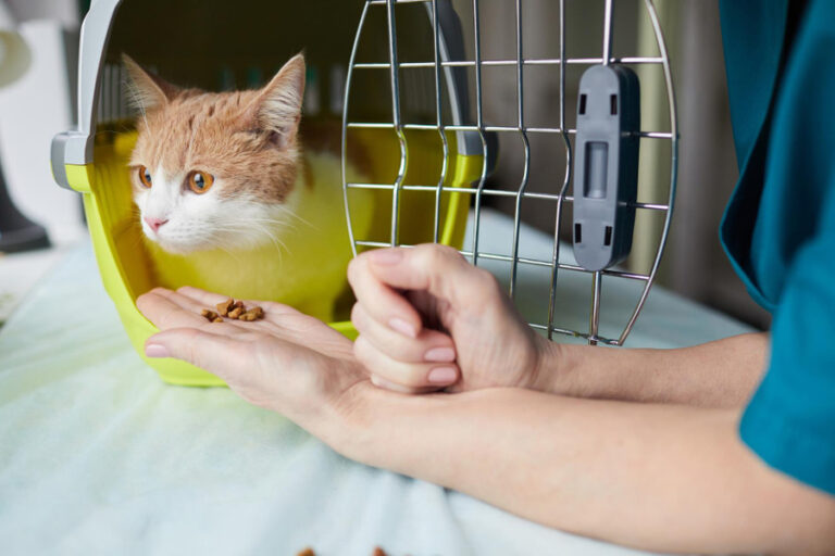 Cómo tranquilizar a un gato para la consulta veterinaria