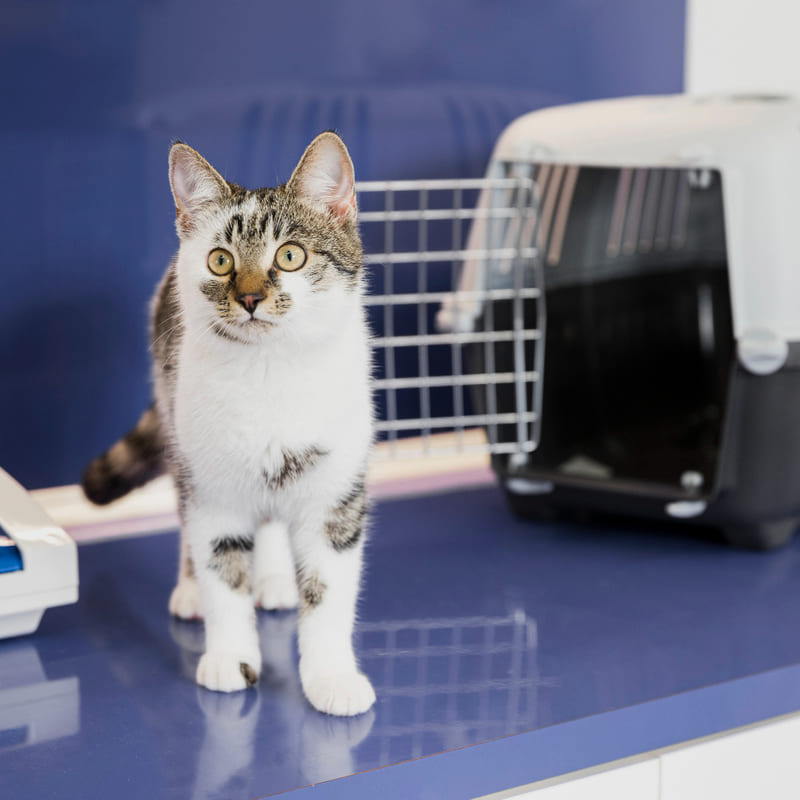 Cómo calmar a un gato nervioso antes y durante la visita al veterinario