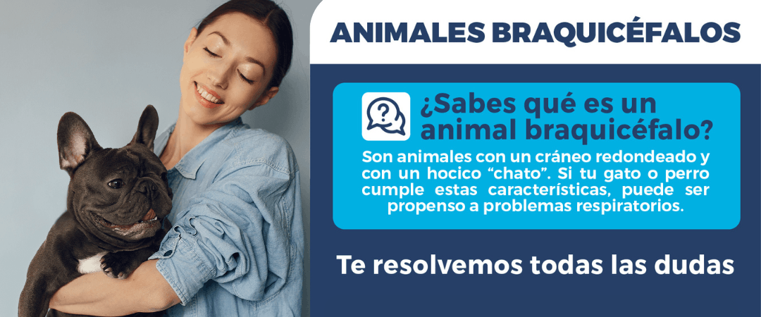 Toda la información sobre animales braquicéfalos
