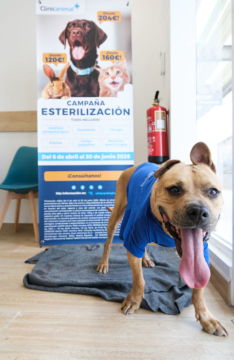 Cómo es el proceso de esterilización en perros