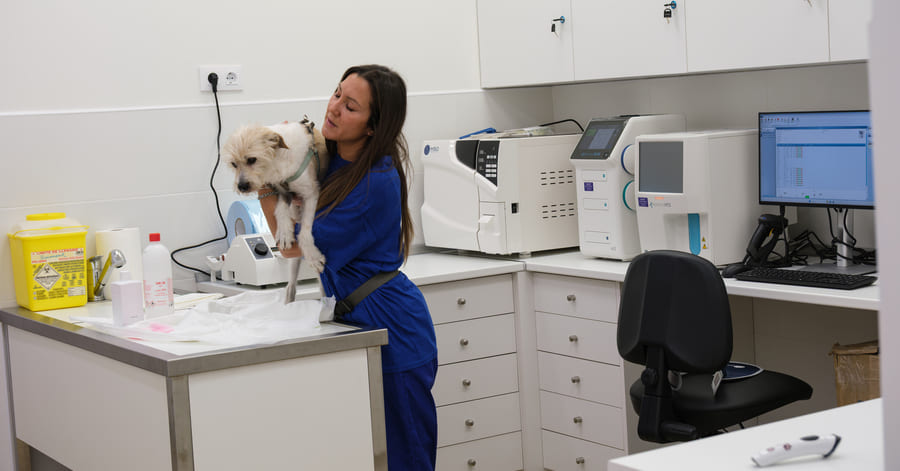 ¿Qué es la esterilización en perros y en qué consiste exactamente? Toda la información aquí