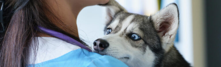Esterilización en perros: tipos, cuándo se hace y cómo es el proceso