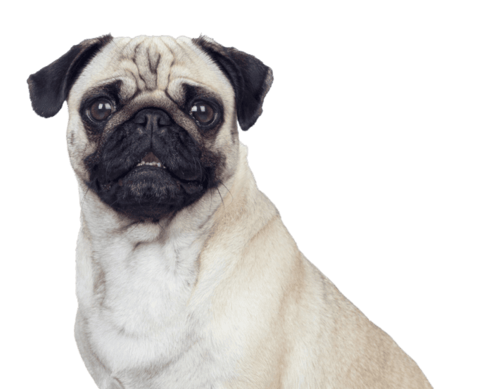 ¿Qué es un animal braquicéfalo y cómo identificarlo?