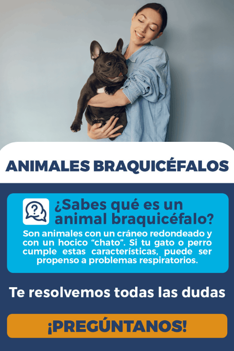 Campaña prevención animales braquicéfalos