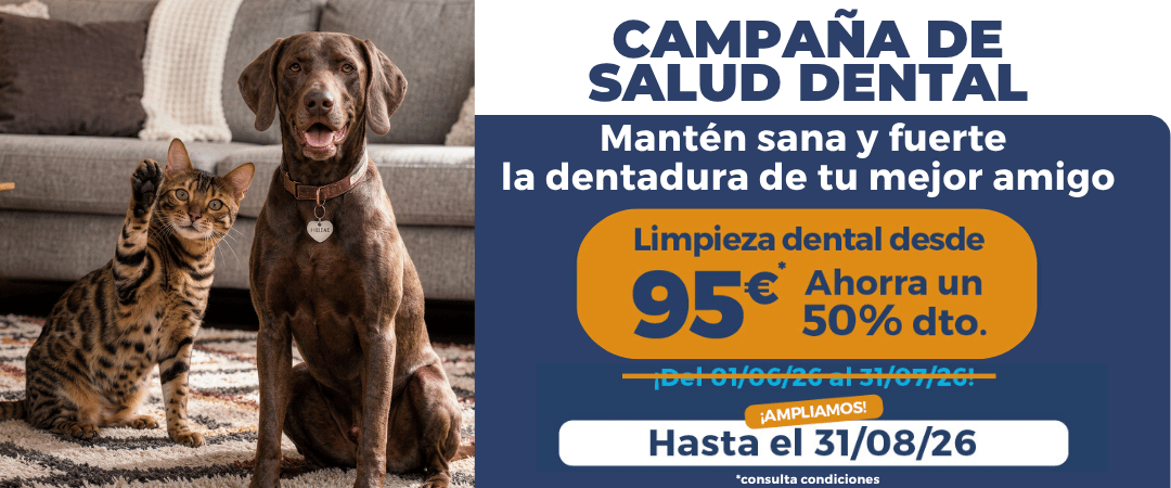 Campaña de salud dental en animales