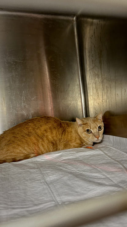 Caso clínico en nuestra clínica de un gato con enfermedad renal