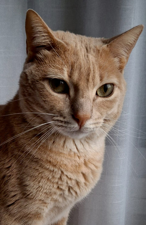 Caso clínico de gato europeo Ron, enfermedad renal