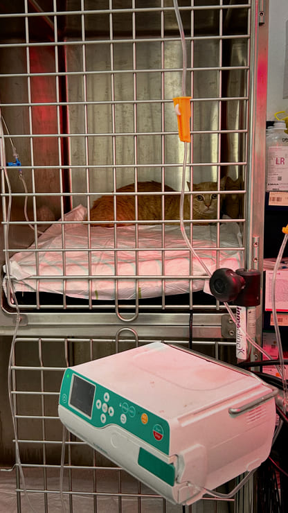 Proceso de caso clínico Ron, gato con enfermedad renal