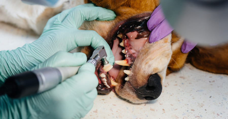 ¿Cuánto dura una limpieza dental en perros?