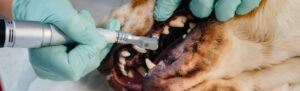 Limpieza dental en perros: qué es, beneficios y todo sobre el proceso