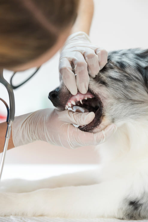 ¿Cómo es el proceso de una limpieza dental canina en la clínica?