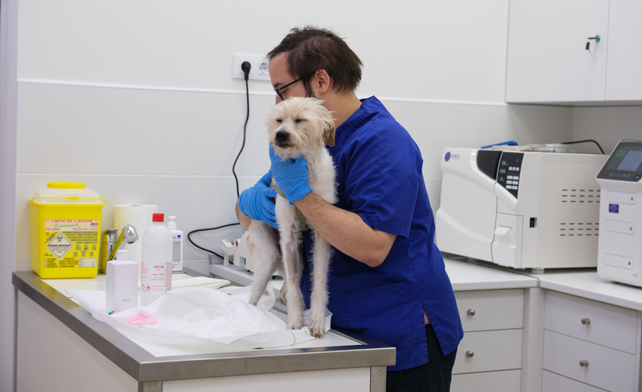 Portal de empleo Clinicanimal