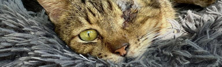 Caso clínico: enucleación ocular en Risco, un gato rescatado de la calle