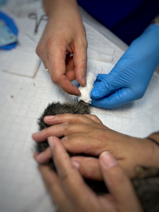 Caso clínico: diagnóstico y tratamiento necrosis patita gata